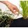 Velda Super Düngekugeln XL speziell für Seerosen Sumpfpflanzen