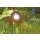 LunAqua Power LED W