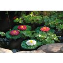 Schwimmende Seerose weiß